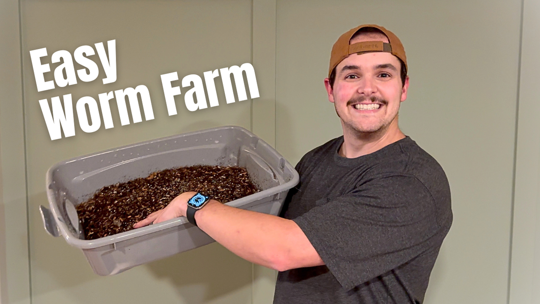 Beginner Worm Farm Setup: 4 Steps to Get It Right - Shitz and Wiggles Worm Co.