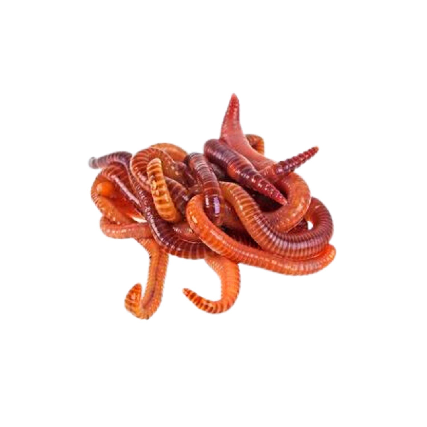 Live Compost Worms