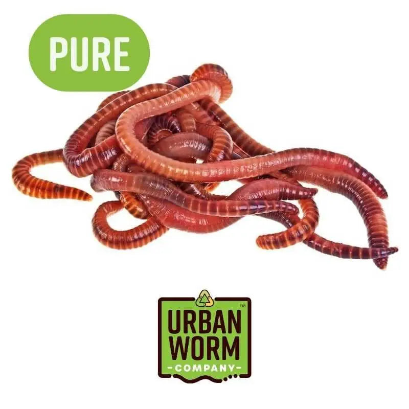 Pure Red Wiggler Composting Worms - Shitz and Wiggles Worm Co.